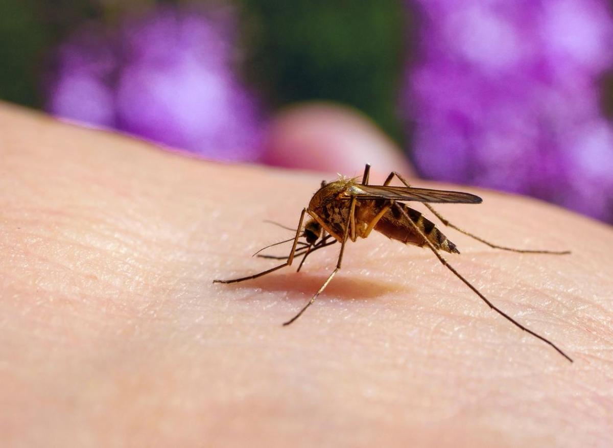 Paludisme : au moins 2 vaccins atteignent le seuil d'efficacité