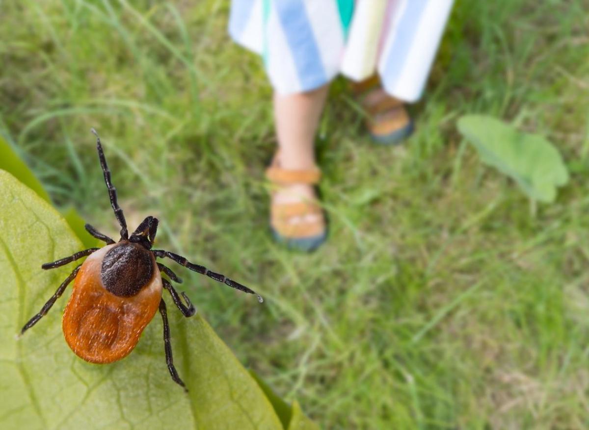 Lyme : de nouvelles recommandations pour éviter l'errance