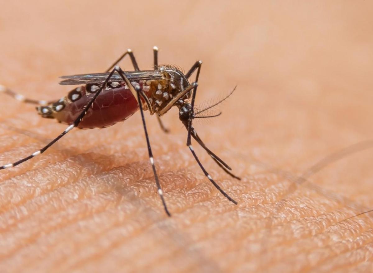 Dengue : 1er cas autochtone en 2024 détecté dans l'Hérault