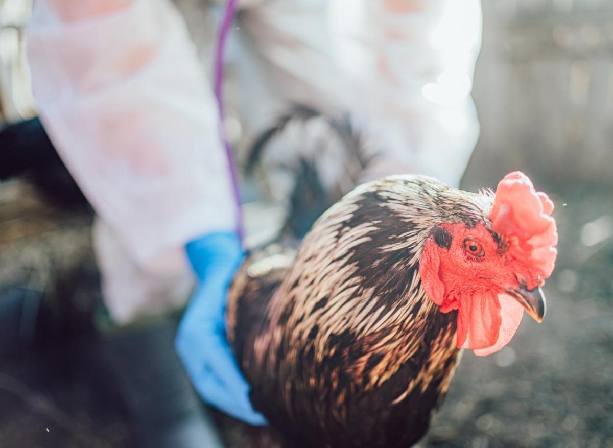 Grippe aviaire : l'État prend des mesures pour lutter contre une potentielle l’épidémie 