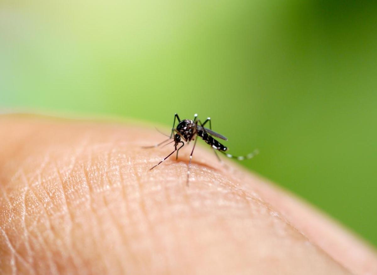 Dengue, Chikungunya, Zika : risque d’épidémie en France dans les 5 ans